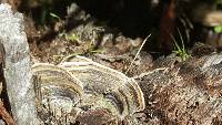 Trametes versicolor image