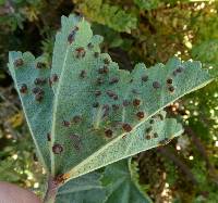 Puccinia malvacearum image