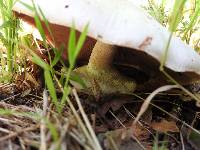 Agaricus xanthodermus image