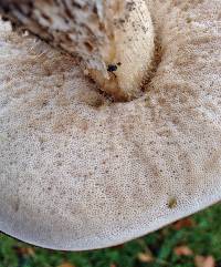 Leccinum scabrum image