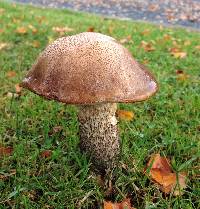 Leccinum scabrum image