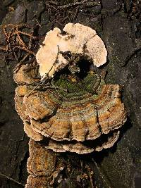 Trametes versicolor image