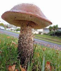 Leccinum scabrum image