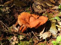 Laccaria laccata image