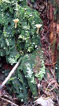 Lichenomphalia umbellifera image