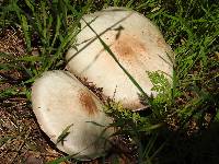 Agaricus xanthodermus image