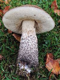 Leccinum scabrum image