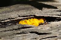 Tremella aurantia image