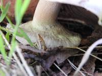 Agaricus xanthodermus image