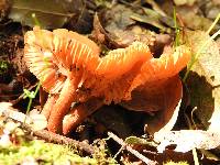 Laccaria laccata image