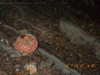 Amanita muscaria image