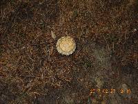 Amanita muscaria image