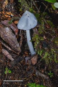 Entoloma hochstetteri image