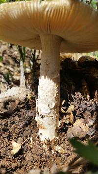 Amanita velosa image