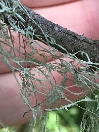 Ramalina menziesii image
