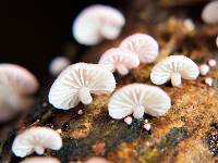 Mycena roseoflava image