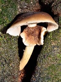 Agrocybe parasitica image