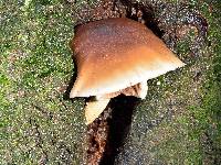 Agrocybe parasitica image