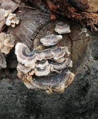 Trametes versicolor image