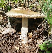 Amanita velosa image