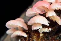 Mycena roseoflava image