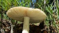 Amanita velosa image