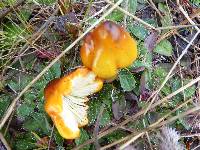 Hygrocybe conica image