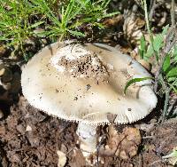 Amanita velosa image