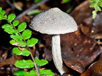 Entoloma canoconicum image