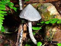 Entoloma canoconicum image