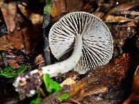 Entoloma canoconicum image