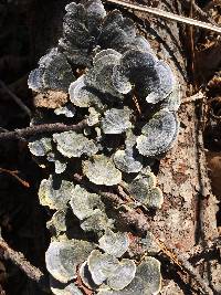 Trametes versicolor image