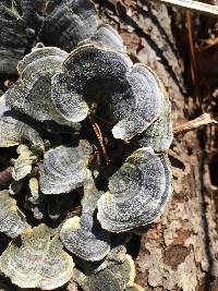 Trametes versicolor image