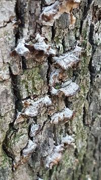 Trametes versicolor image