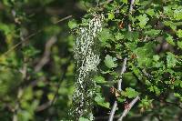 Ramalina menziesii image