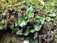 Peltigera venosa image