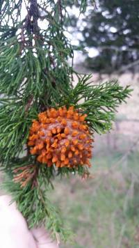 Gymnosporangium juniperi-virginianae image