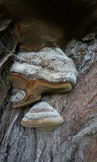 Phellinus igniarius image