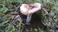 Amanita velosa image