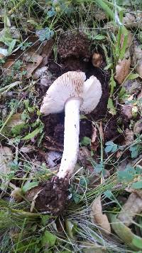 Amanita velosa image