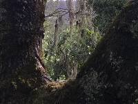 Ramalina menziesii image