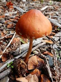 Leratiomyces ceres image