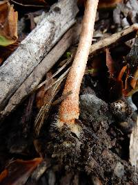 Leratiomyces ceres image