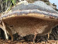 Fomitopsis pinicola image