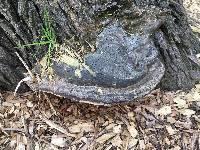 Fomitopsis pinicola image