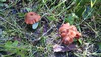 Laccaria laccata image