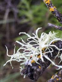 Ramalina farinacea image