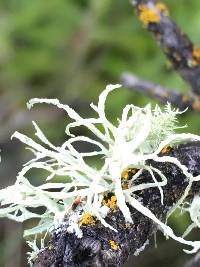 Ramalina farinacea image