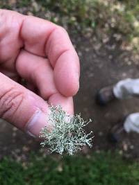 Ramalina farinacea image