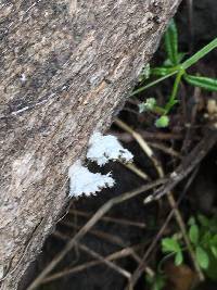 Schizophyllum commune image